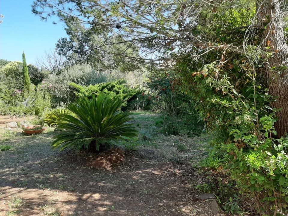Mas Provencal Au Cannet Des Maures Le Cannet-des-Maures Eksteriør billede